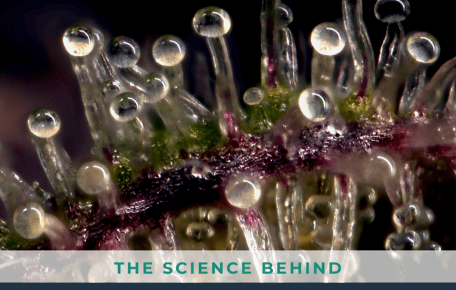 Trichomes close up