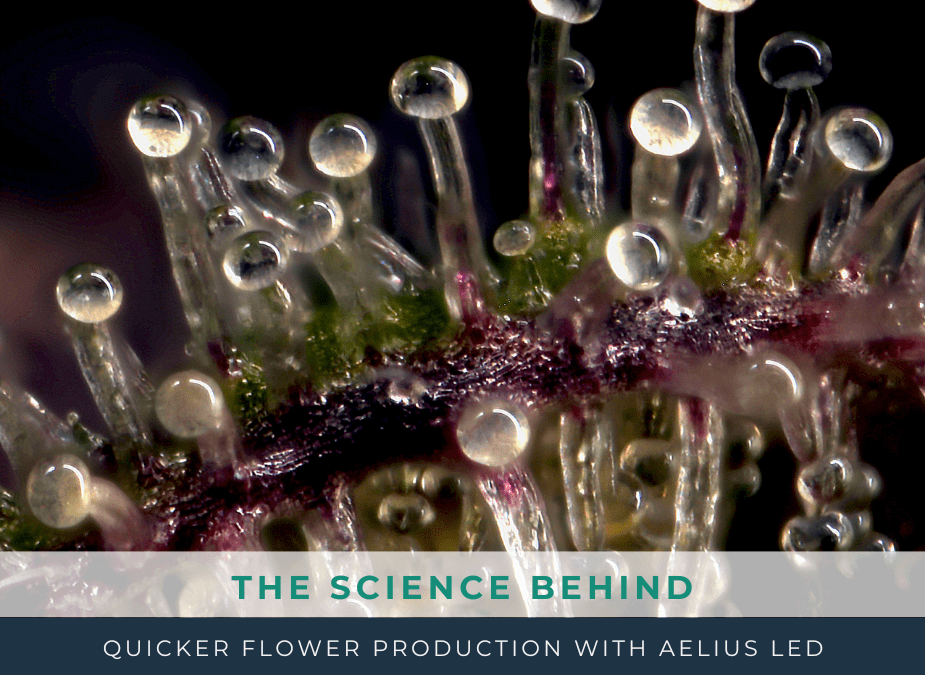 Trichomes close up