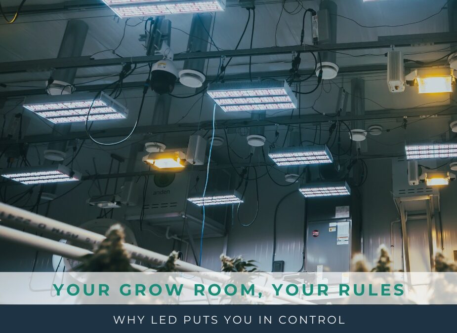 Your Grow Room, Your Rules: Why LED Puts You In Control