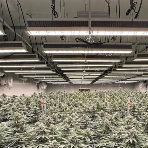 commercial grow lights in Canada