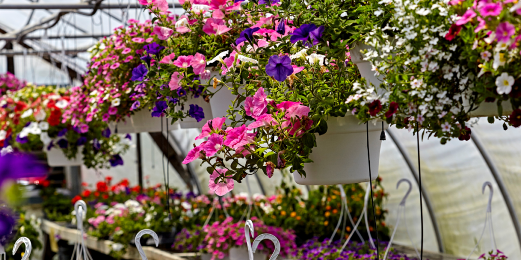 greenhouse lighting for petunias