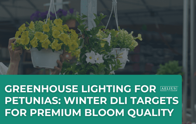 greenhouse lighting for petunias