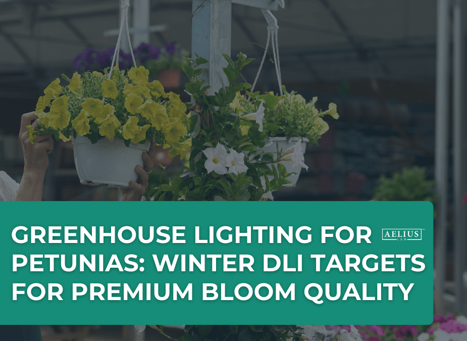 greenhouse lighting for petunias