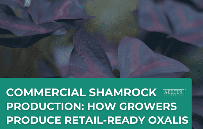 commercial shamrock production