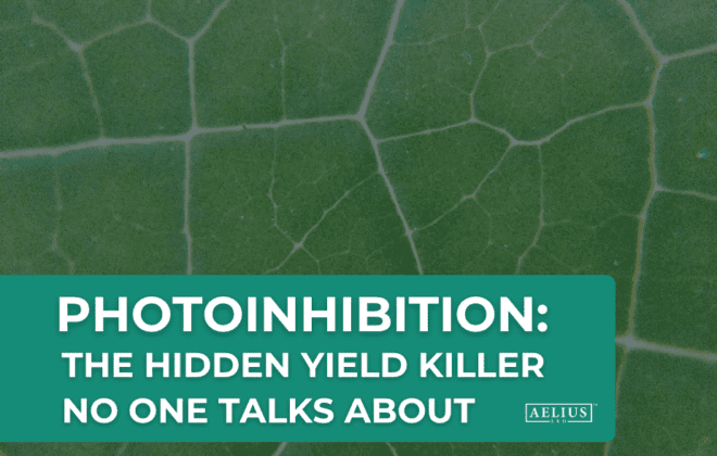 photoinhibition