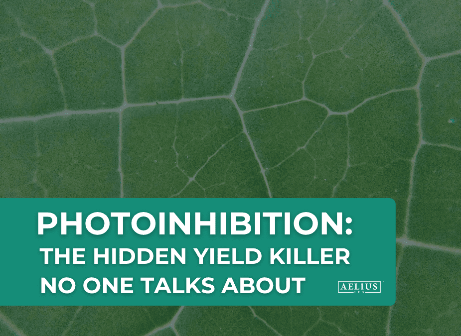 photoinhibition