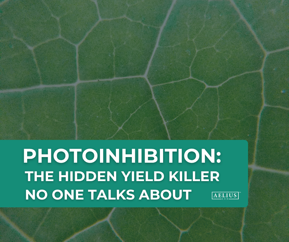 photoinhibition